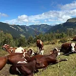Le Roitelet 2* Châtel