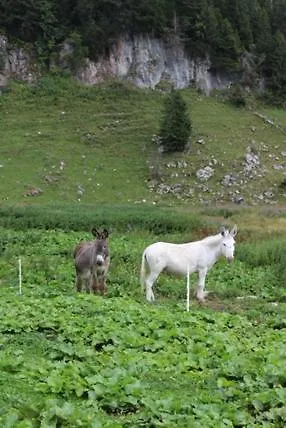 Le Roitelet 2*